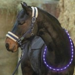 LED Leucht-Halsring für Pferde